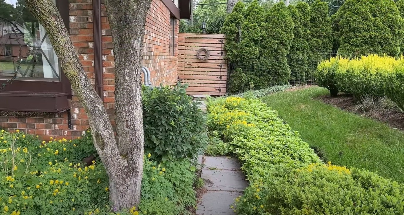 Tree & Shrub Care in La Quinta, CA